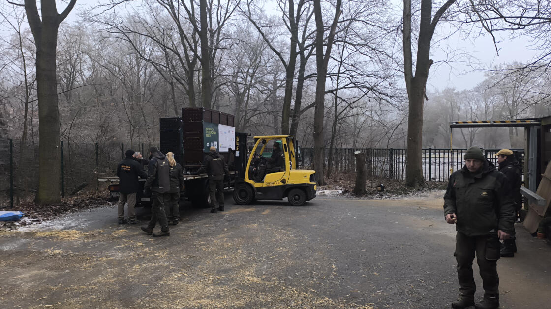 Almaniyadan Azərbaycana 18 zubr yola salınıb