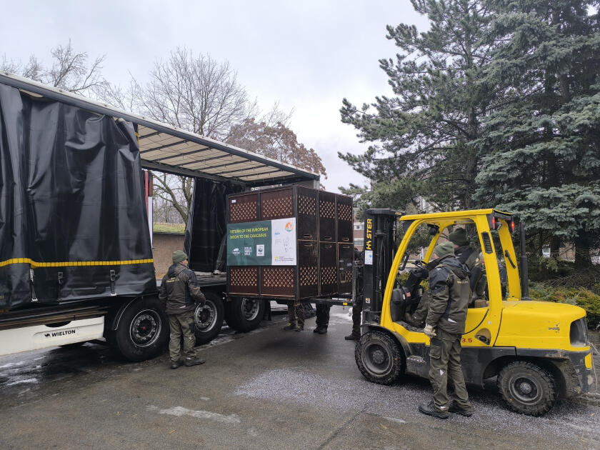 Almaniyadan Azərbaycana 18 zubr yola salınıb