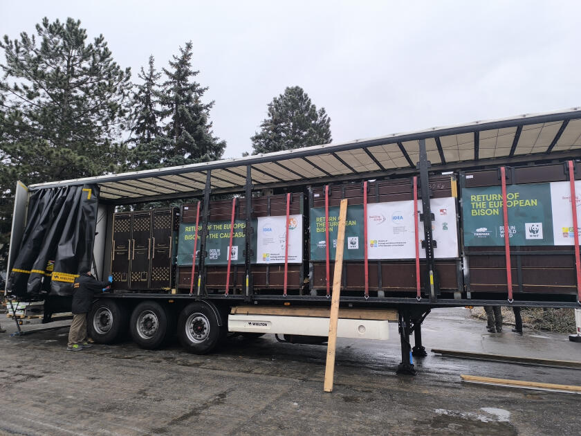 Almaniyadan Azərbaycana 18 zubr yola salınıb