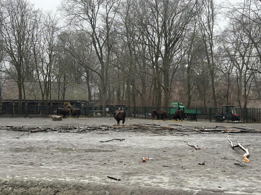 Almaniyadan Azərbaycana 18 zubr yola salınıb