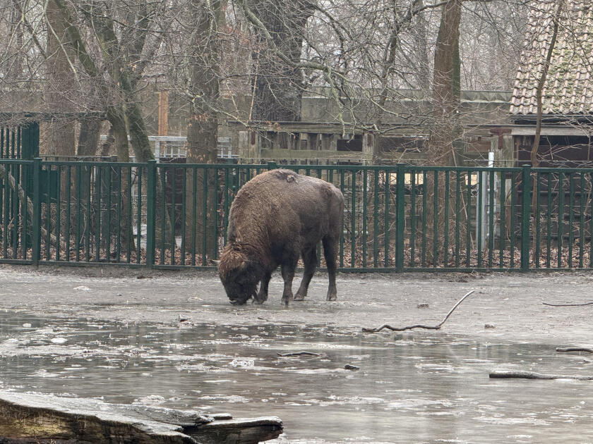 Almaniyadan Azərbaycana 18 zubr yola salınıb