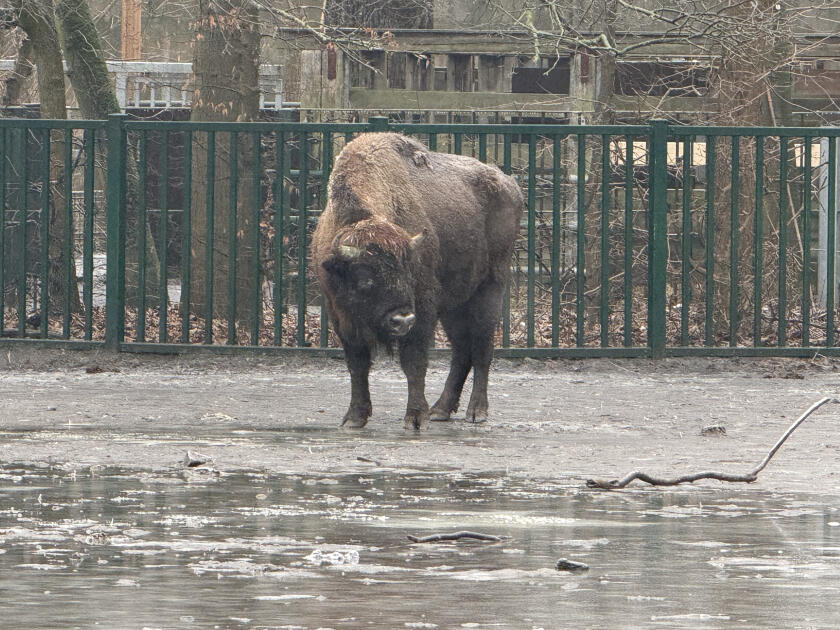 Almaniyadan Azərbaycana 18 zubr yola salınıb
