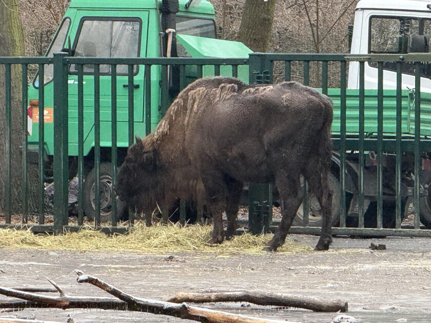 Almaniyadan Azərbaycana 18 zubr yola salınıb