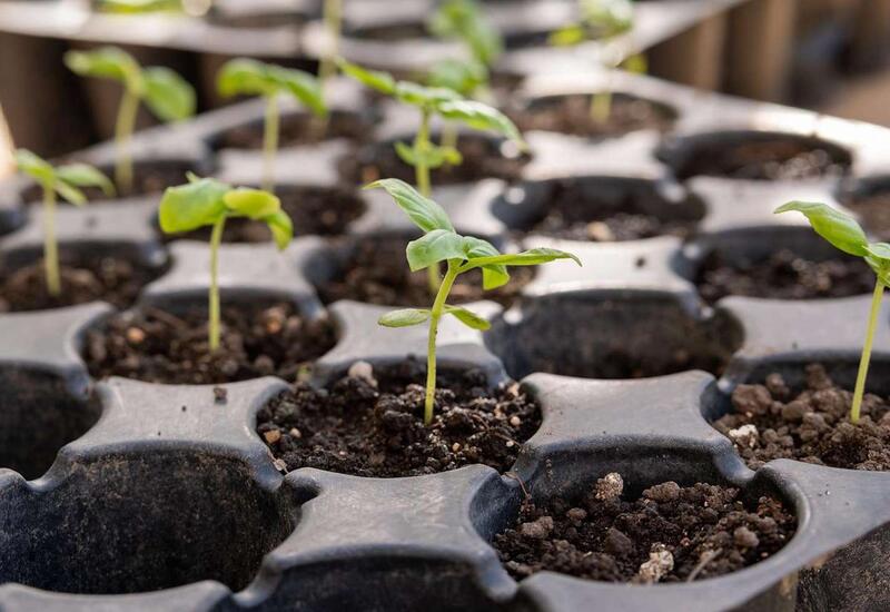 Опровергнут миф об экономической выгоде выращивания огурцов и помидоров в квартире