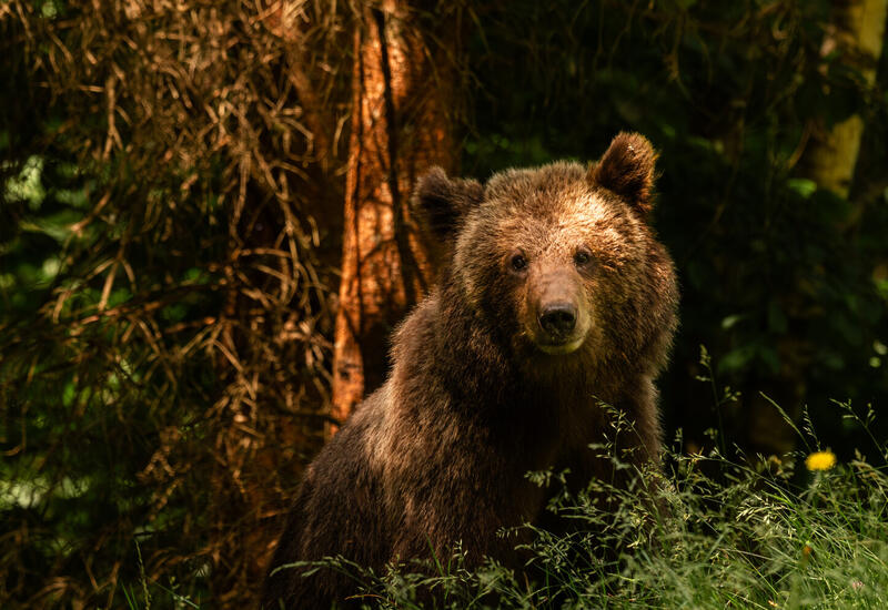 Ученых удивило влияние человека на эволюцию медведей