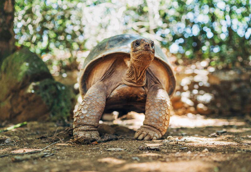 У черепах обнаружили загадочную суперспособность