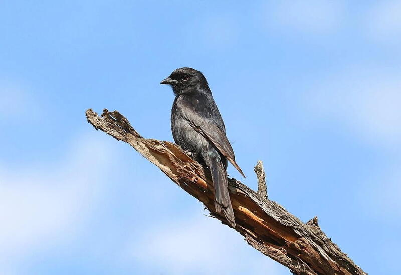 Ученые нашли птицу, которая врет другим животным ради собственной выгоды