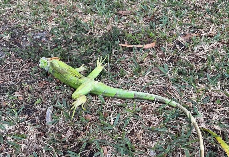 Игуаны могут исчезнуть как вид из южных штатов США