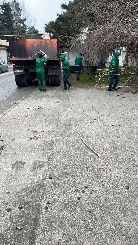 В Баку сильный ветер повалил 37 деревьев