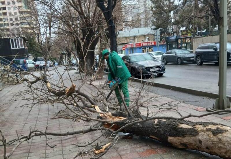 В Баку сильный ветер повалил 37 деревьев