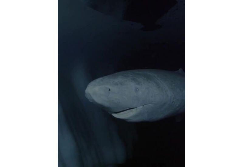 Акула-долгожитель: гренландская хищница пережила 4 века