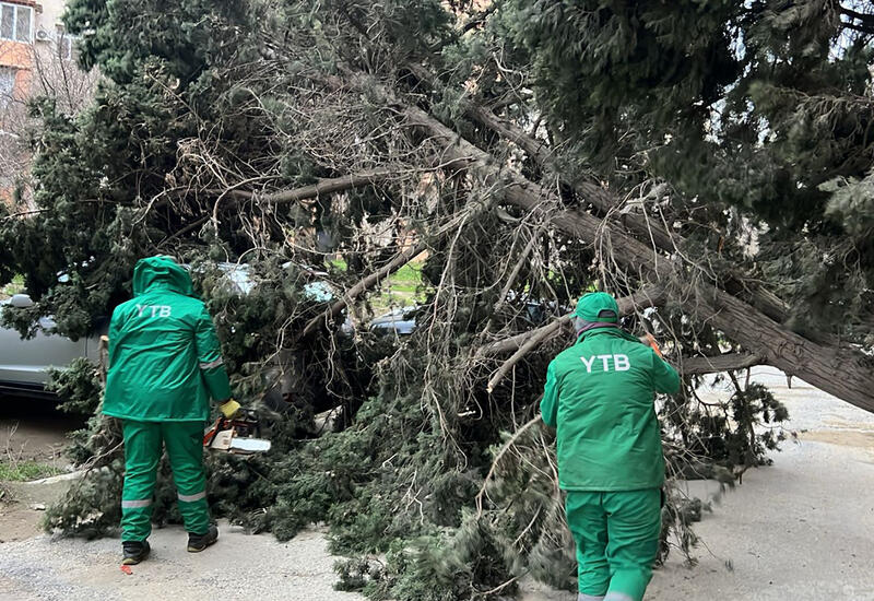 Bakıdakı güclü küləkdə 19 ağac qırıldı
