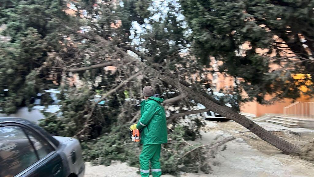 В Баку сильный ветер повалил 37 деревьев