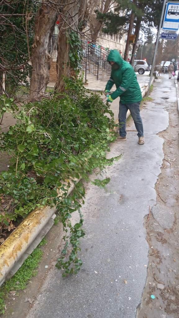 В Баку сильный ветер повалил 37 деревьев