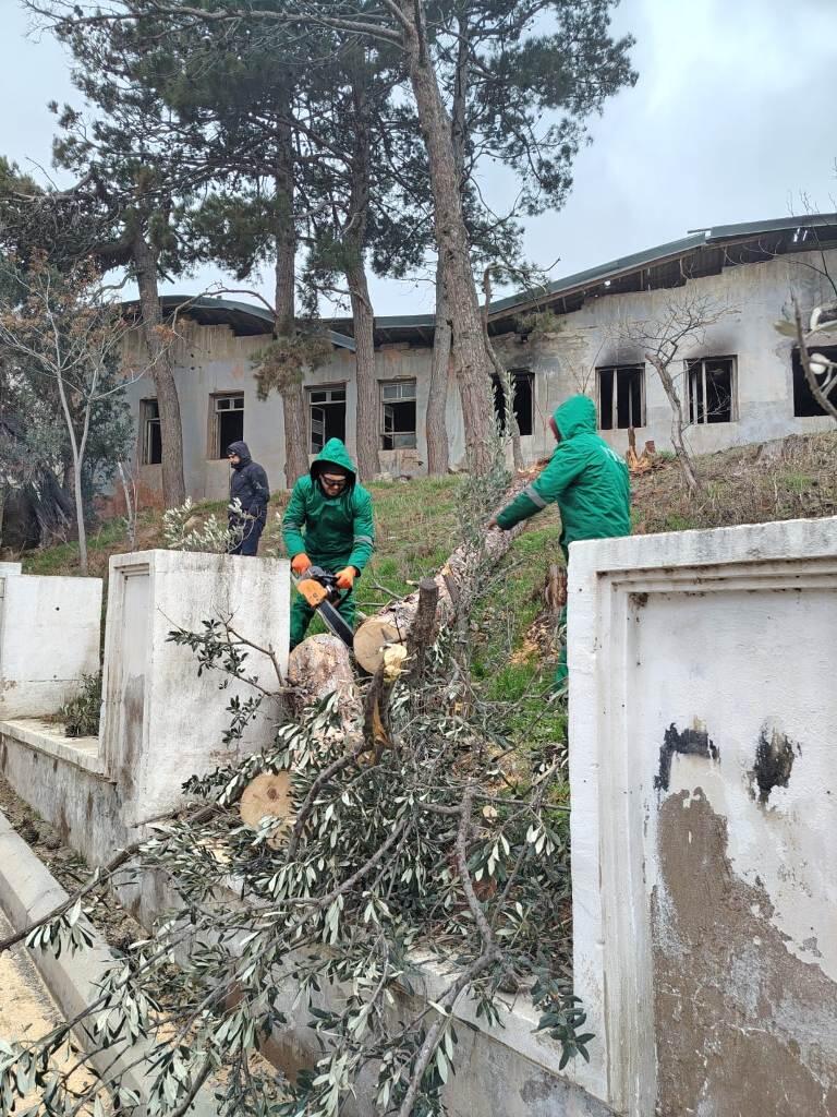 В Баку сильный ветер повалил 37 деревьев