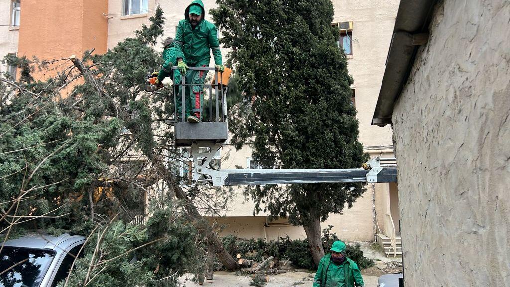 В Баку сильный ветер повалил 37 деревьев