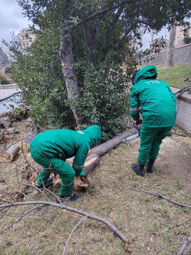 В Баку сильный ветер повалил 37 деревьев