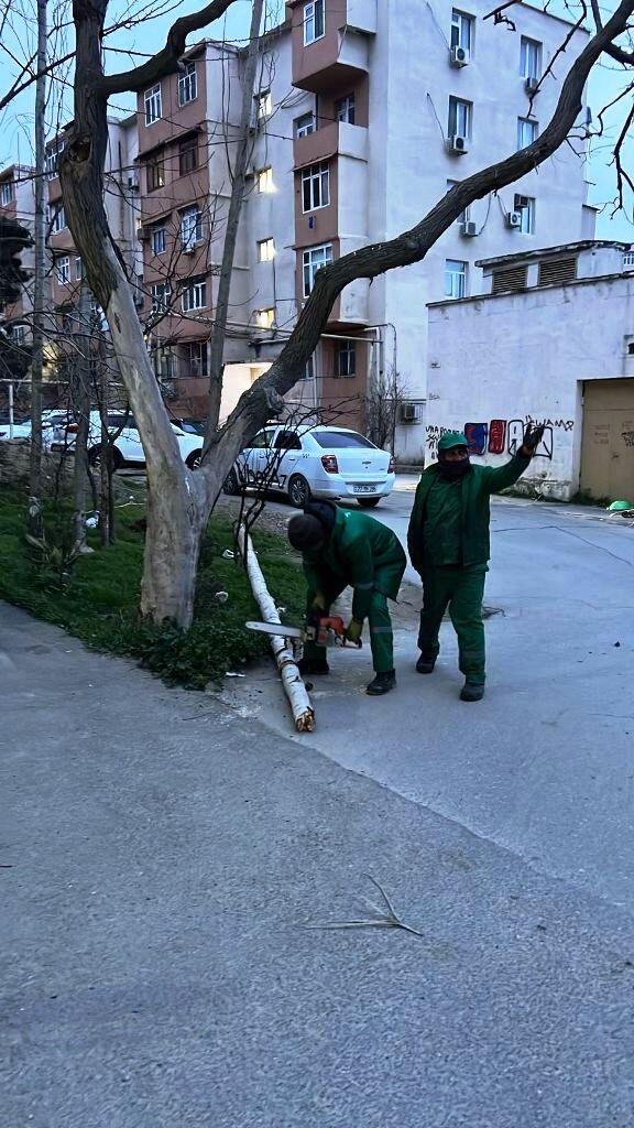 В Баку сильный ветер повалил 37 деревьев