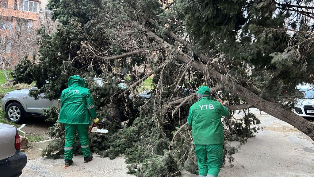 В Баку сильный ветер повалил 37 деревьев