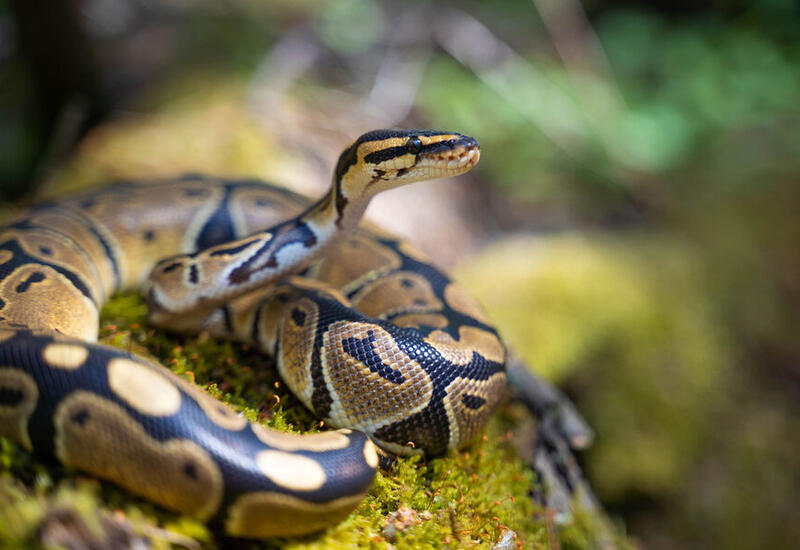 В Индонезии нашли самую длинную змею в мире