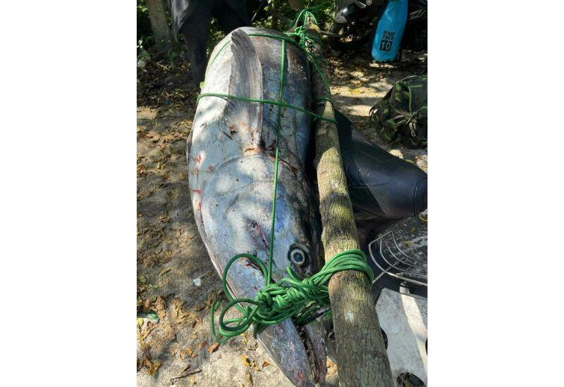 Во Вьетнаме поймали рыбу весом более 60 кг