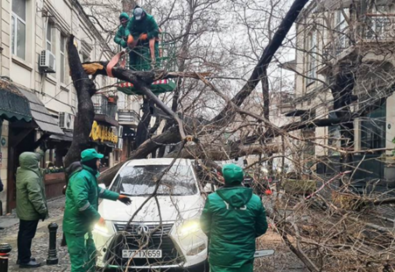 İki gündə Bakıda 78 ağac qırılıb