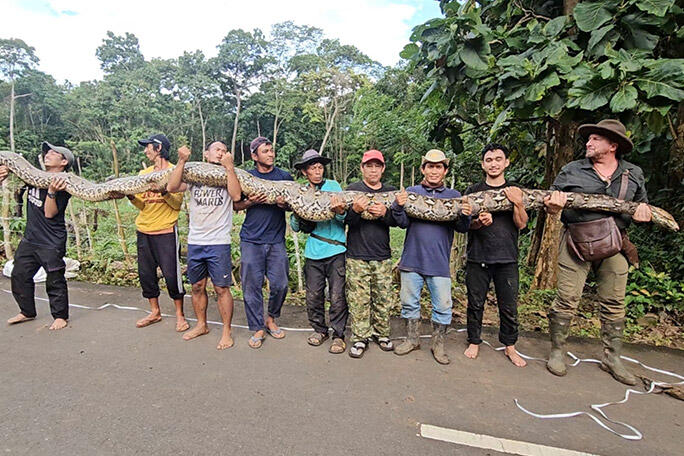 В Индонезии нашли самую длинную змею в мире