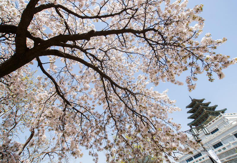 В Японии отменили Фестиваль цветения сакуры