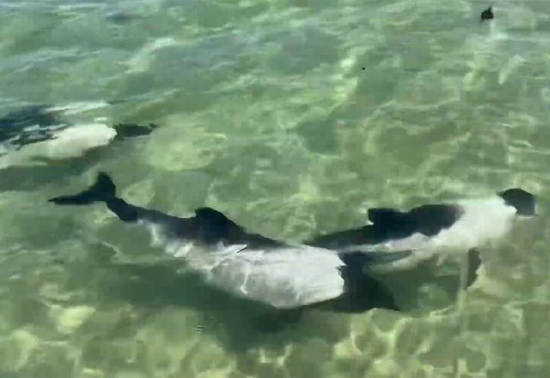 Редкие дельфины-панды попали на видео