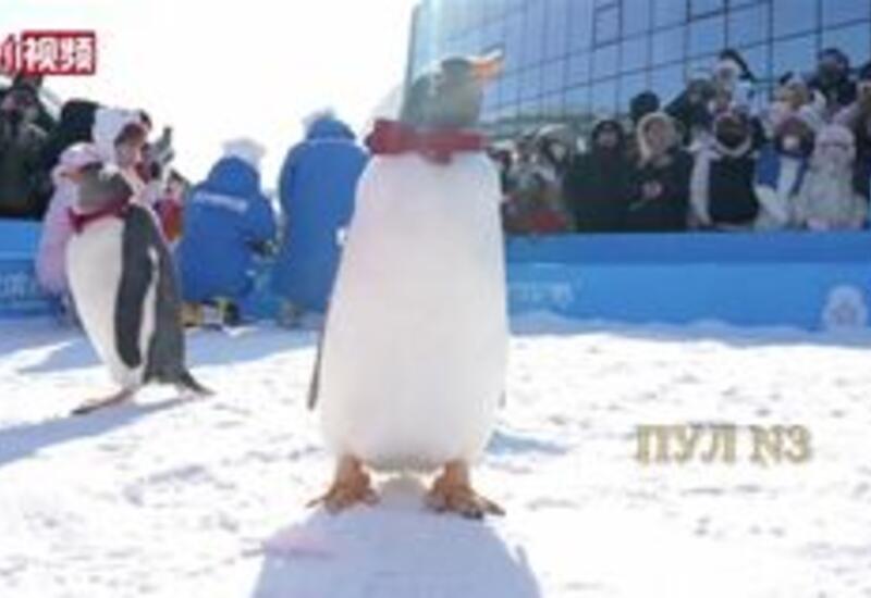 В Китае прошел парад пингвинов