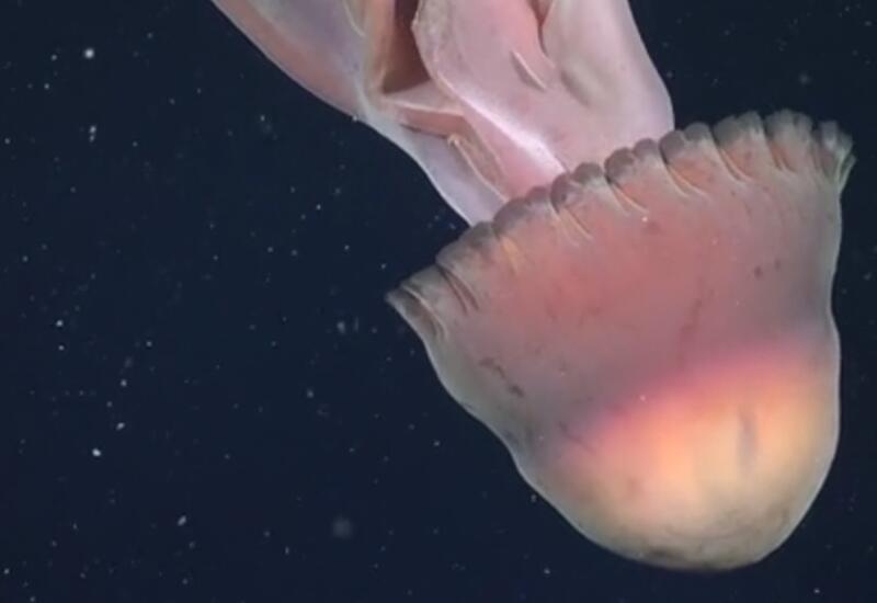 В Атлантике засняли редкую гигантскую медузу