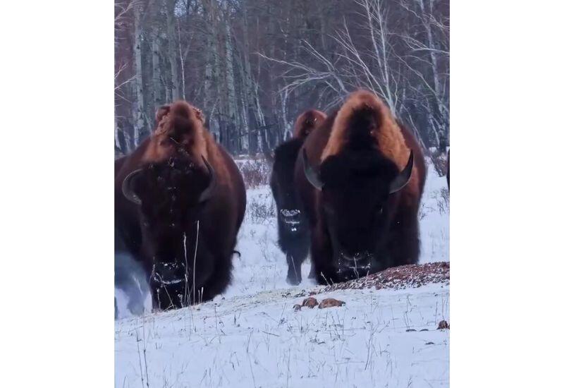 Канадские бизоны успешно адаптировались в Казахстане