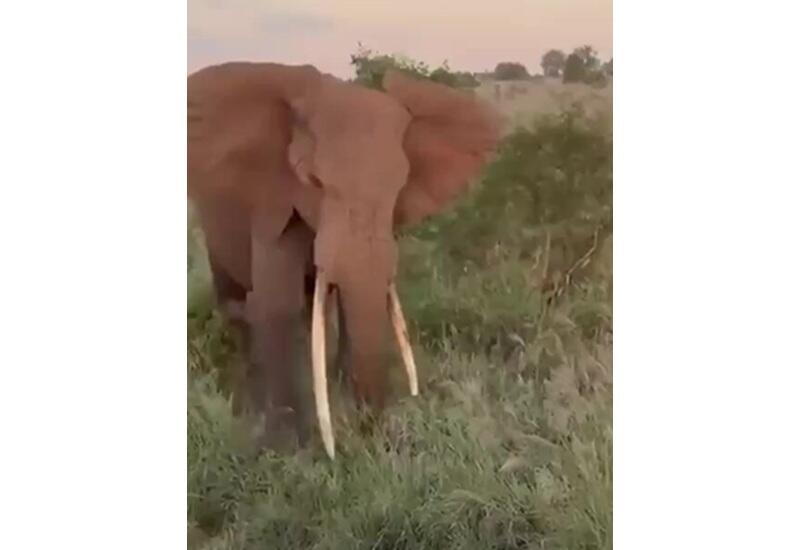 Слон атаковал автобус с туристами в Танзании