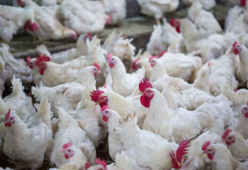 Подорожает ли куриное мясо в Азербайджане?