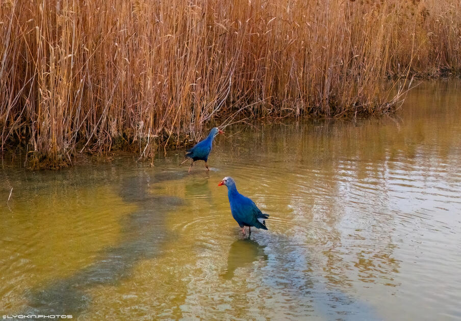 Ширванский национальный парк - гармония дикой природы