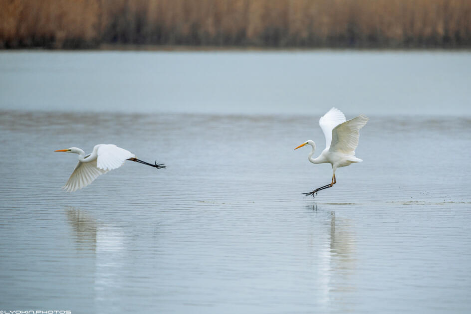 Ширванский национальный парк - гармония дикой природы