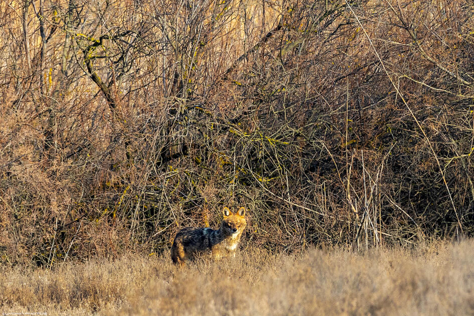 Ширванский национальный парк - гармония дикой природы