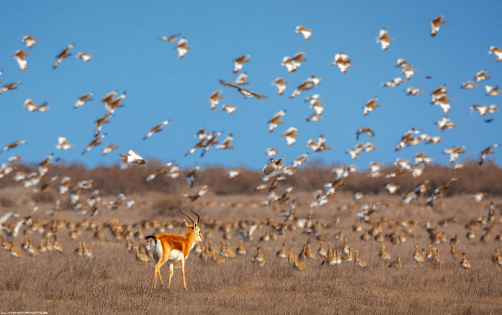 Ширванский национальный парк - гармония дикой природы