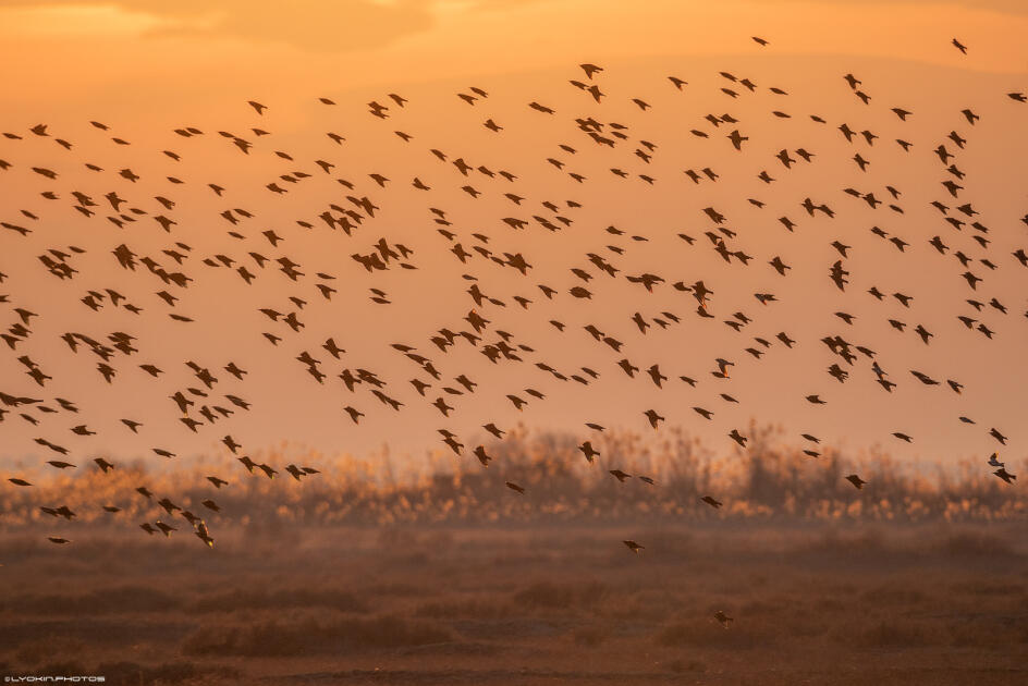 Ширванский национальный парк - гармония дикой природы