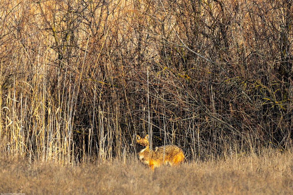 Ширванский национальный парк - гармония дикой природы