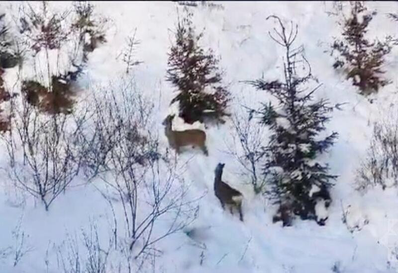 Laçın-Şuşa yolunda möhtəşəm görüntü