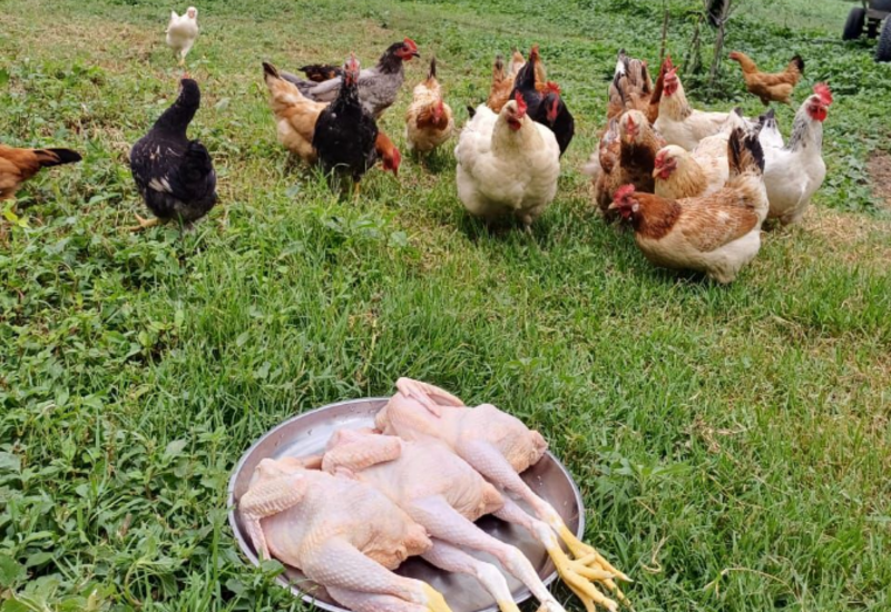 Может ли подорожать куриное мясо в Азербайджане?