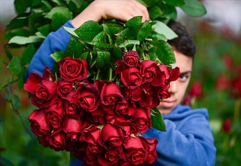 14 fevral ərəfəsində gülün qiyməti dəyişdi