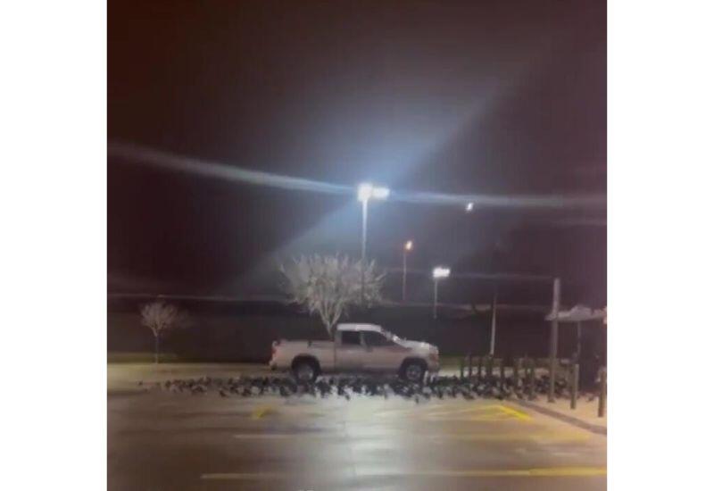 Вороны отомстили бросившему камень мужчине