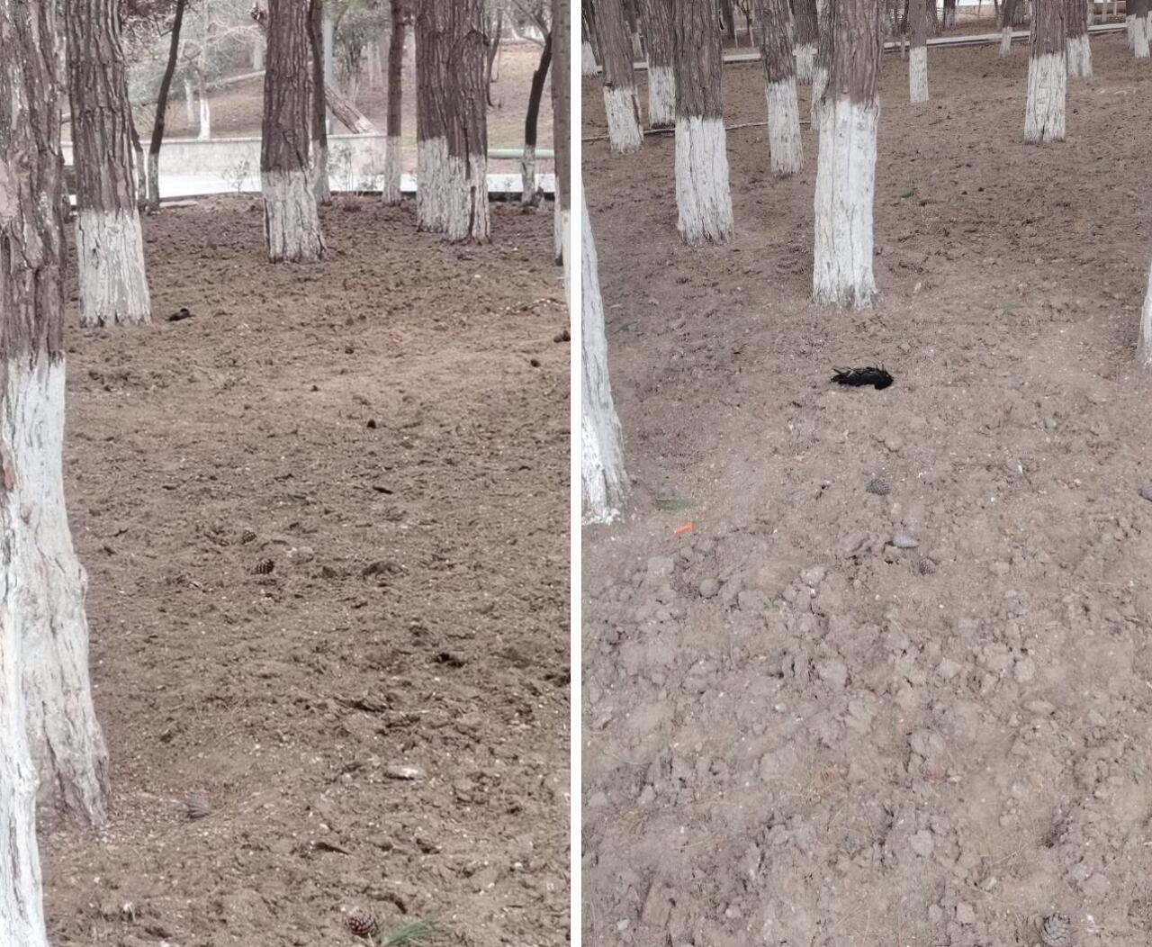 Sumqayıtda qarğalar kütləvi tələf olur: Virus, yoxsa rəvayət?