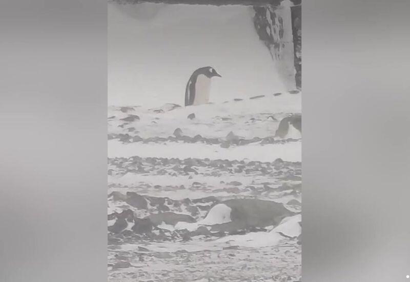 Пингвин пробирается сквозь сильный ветер