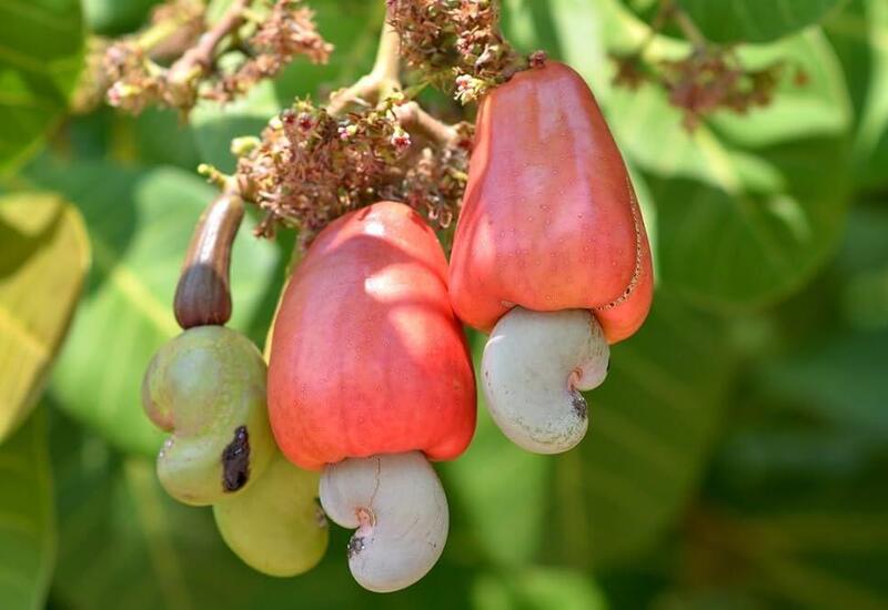 Hər kəsin sevərək yediyi kaju belə hazırlanırmış