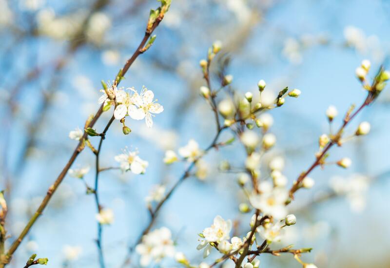 Названо время наступления весны в Азербайджане