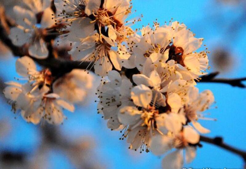 Azərbaycana yaz fəsli bu tarixdə daxil olacaq