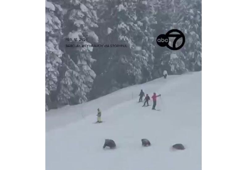 Пробег медведицы с медвежатами стал вирусным в соцсетях